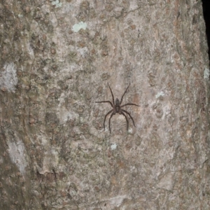 Heteropoda jugulans at Capalaba, QLD - 28 Dec 2023 10:46 AM