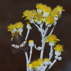 Nyctemera baulus (Asian Magpie Moth) at Wellington Point, QLD - 7 Jan 2024 by TimL