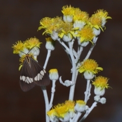 Unidentified Tiger moth (Arctiinae) at Wellington Point, QLD - 7 Jan 2024 by TimL