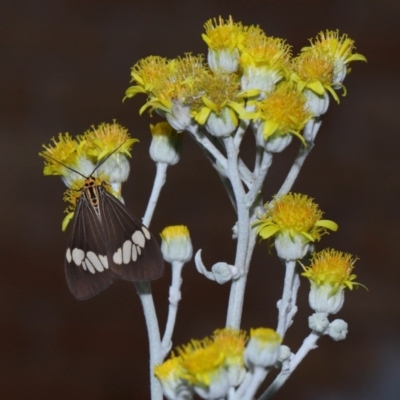 Unidentified Tiger moth (Arctiinae) at Wellington Point, QLD - 7 Jan 2024 by TimL