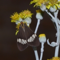 Nyctemera secundiana at Wellington Point, QLD - suppressed