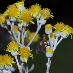 Nyctemera secundiana at Wellington Point, QLD - suppressed