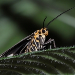 Nyctemera secundiana at Wellington Point, QLD - suppressed
