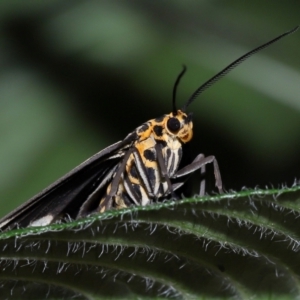 Nyctemera secundiana at Wellington Point, QLD - suppressed