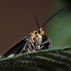 Nyctemera secundiana at Wellington Point, QLD - suppressed