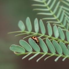 Peltoschema oceanica (Oceanica leaf beetle) at Cook, ACT - 29 Jan 2022 by Tammy