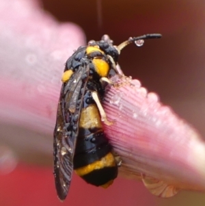 Pterygophorus cinctus at Wingecarribee Local Government Area - 1 Jan 2024