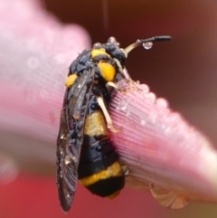 Pterygophorus cinctus (Bottlebrush sawfly) at Braemar - 1 Jan 2024 by Curiosity
