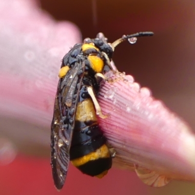 Pterygophorus cinctus (Bottlebrush sawfly) at Wingecarribee Local Government Area - 1 Jan 2024 by Curiosity