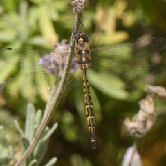 Hemicordulia australiae (Australian Emerald) at Braemar - 6 Jan 2024 by Curiosity