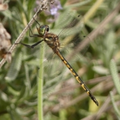 Hemicordulia australiae at Wingecarribee Local Government Area - 7 Jan 2024