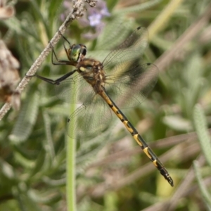 Hemicordulia australiae at Wingecarribee Local Government Area - 7 Jan 2024