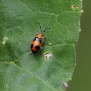 Aulacophora hilaris at Cook, ACT - 1 Feb 2022