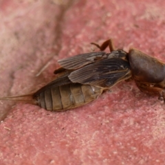 Gryllotalpa sp. (genus) (Mole Cricket) at Braemar - 6 Jan 2024 by Curiosity