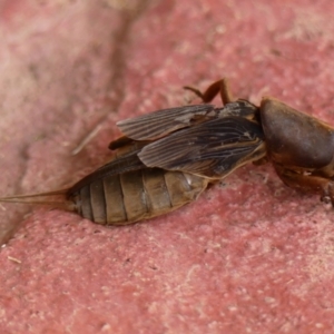 Gryllotalpa sp. (genus) at Wingecarribee Local Government Area - 7 Jan 2024 10:59 AM