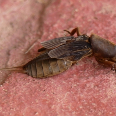 Gryllotalpa sp. (genus) (Mole Cricket) at Wingecarribee Local Government Area - 6 Jan 2024 by Curiosity