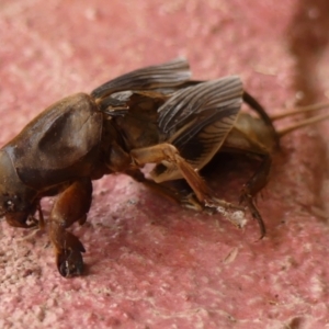 Gryllotalpa sp. (genus) at Wingecarribee Local Government Area - 7 Jan 2024