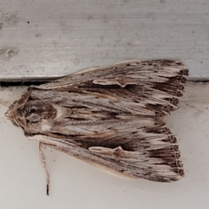 Persectania ewingii at Sullivans Creek, Lyneham South - 8 Jan 2024