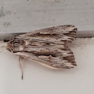 Persectania ewingii at Sullivans Creek, Lyneham South - 8 Jan 2024