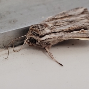 Persectania ewingii at Sullivans Creek, Lyneham South - 8 Jan 2024