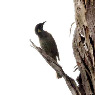 Meliphaga lewinii (Lewin's Honeyeater) at Ben Boyd National Park - 20 Dec 2023 by JimL