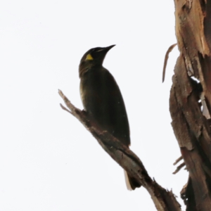 Meliphaga lewinii at Green Cape, NSW - 20 Dec 2023 01:47 PM