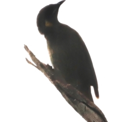 Meliphaga lewinii at Green Cape, NSW - 20 Dec 2023