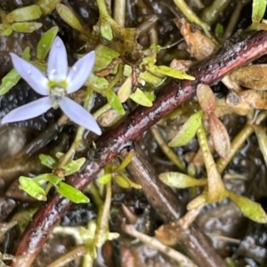 Isotoma fluviatilis subsp. australis at Cavan, NSW - 7 Jan 2024