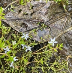 Isotoma fluviatilis subsp. australis at Cavan, NSW - 7 Jan 2024 02:42 PM