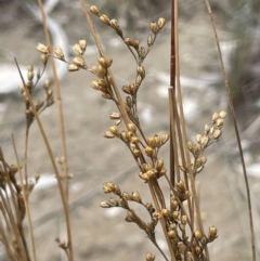Juncus remotiflorus (Diffuse Rush) at Cavan, NSW - 7 Jan 2024 by JaneR