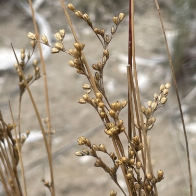 Juncus remotiflorus (Diffuse Rush) at Cavan, NSW - 7 Jan 2024 by JaneR