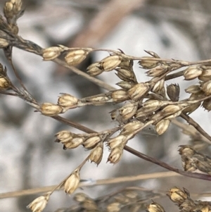 Juncus remotiflorus at Cavan, NSW - 7 Jan 2024