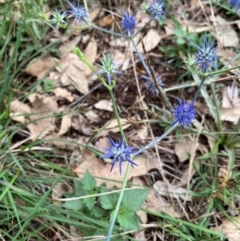 Eryngium ovinum (Blue Devil) at Gunning Bush Block - 2 Jan 2024 by sduus