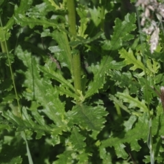 Senecio distalilobatus (Distal-lobe Fireweed) at Gibraltar Pines - 6 Jan 2024 by RAllen