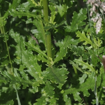 Senecio distalilobatus (Distal-lobe Fireweed) at Tharwa, ACT - 5 Jan 2024 by RAllen