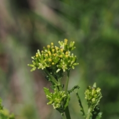 Senecio distalilobatus at Gibraltar Pines - 6 Jan 2024