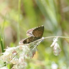 Neolucia hobartensis (Montane Heath-blue) at Gibraltar Pines - 6 Jan 2024 by RAllen