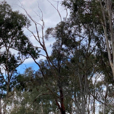 Polytelis swainsonii (Superb Parrot) at Flynn, ACT - 11 Dec 2023 by Rosie