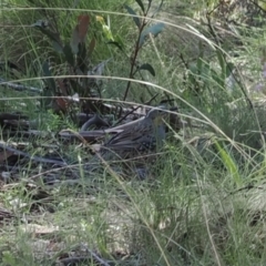 Cinclosoma punctatum (Spotted Quail-thrush) at Gibraltar Pines - 6 Jan 2024 by RAllen