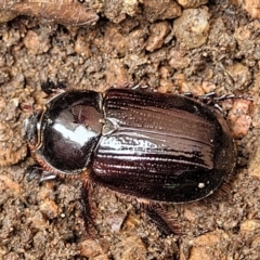 Dasygnathus sp. (Rhinoceros beetle) at Lyneham, ACT - 7 Jan 2024 by trevorpreston
