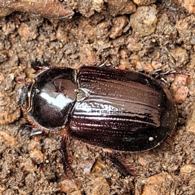 Dasygnathus sp. (Rhinoceros beetle) at Sullivans Creek, Lyneham South - 7 Jan 2024 by trevorpreston