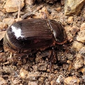 Dasygnathus sp. (genus) at Sullivans Creek, Lyneham South - 8 Jan 2024