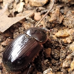 Dasygnathus sp. (genus) at Sullivans Creek, Lyneham South - 8 Jan 2024