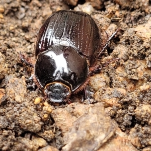 Dasygnathus sp. (genus) at Sullivans Creek, Lyneham South - 8 Jan 2024