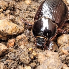 Dasygnathus sp. (genus) at Sullivans Creek, Lyneham South - 8 Jan 2024