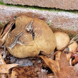 Scleroderma sp. at Sullivans Creek, Lyneham South - 8 Jan 2024