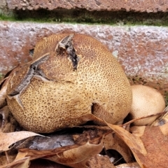 Scleroderma sp. at Sullivans Creek, Lyneham South - 8 Jan 2024