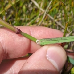 Deyeuxia carinata (Slender Bent-Grass) at Namadgi National Park - 6 Jan 2024 by MattM