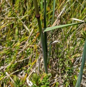 Deyeuxia carinata at Namadgi National Park - 6 Jan 2024