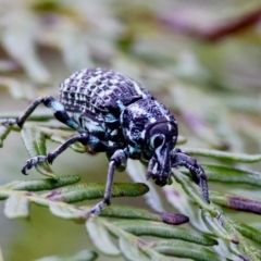Chrysolopus spectabilis (Botany Bay Weevil) at Broulee Moruya Nature Observation Area - 7 Jan 2024 by LisaH